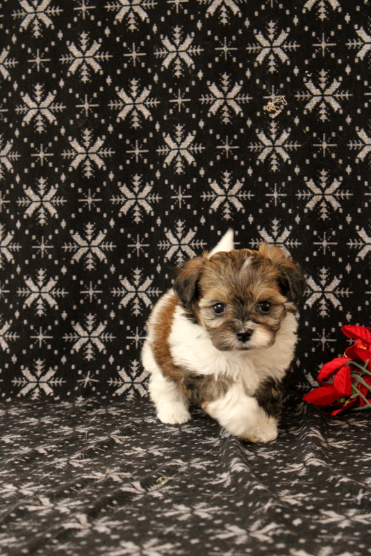 puppy, for, sale, Maltipoo, Matthew B. Stoltzfus, dog, breeder, Gap, PA, dog-breeder, puppy-for-sale, forsale, nearby, find, puppyfind, locator, puppylocator, aca